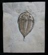 HUGE Dalmanites Trilobite From New York #8484-1